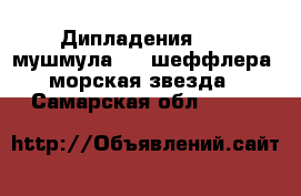 Дипладения 200, мушмула 80, шеффлера 250, морская звезда 150 - Самарская обл.  »    